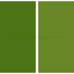 Bamboo Color Palettes